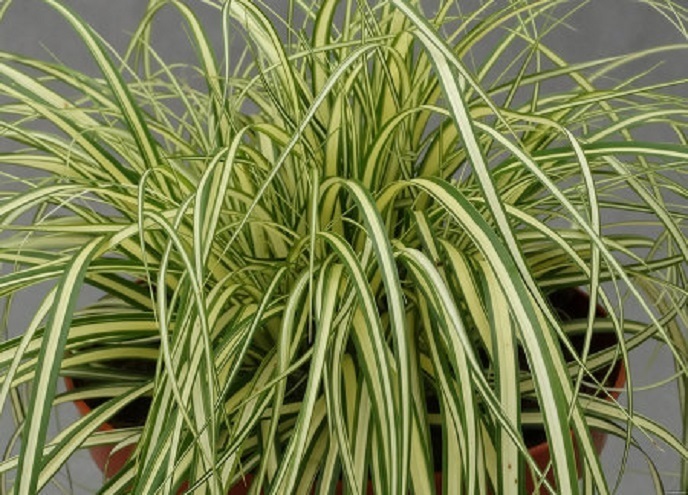 Carex oshimensis 'Maxigold' / turzyca oszimska