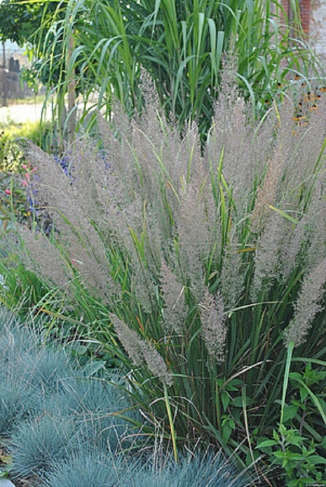 Calamagrostis brachytricha / trzcinnik ostrokwiatowy