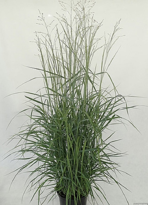Panicum virgatum 'Prairie Sky' / proso rózgowate