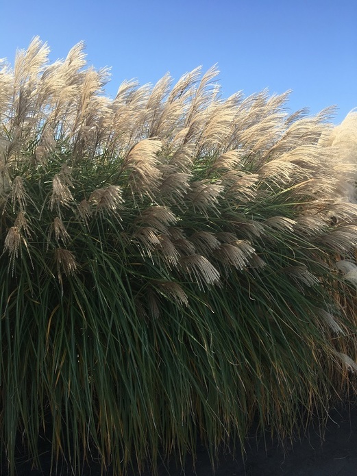 Miscanthus sinensis 'Grosse Fontaine' / miskant chiński