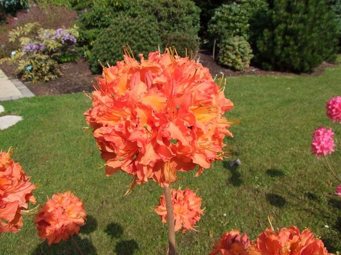 Azalea wielkokwiatowa 'Mandarin Lights' / azalia