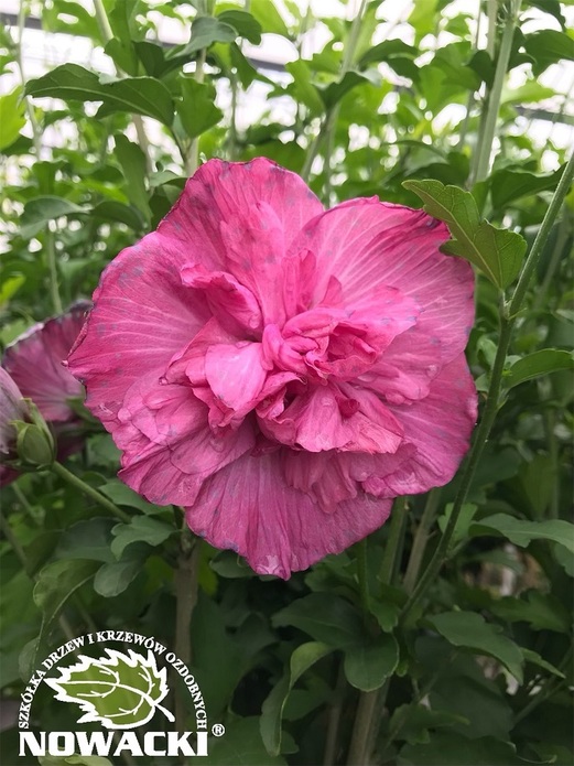 Hibiscus syriacus 'Purple' / ketmia / róża chińska
