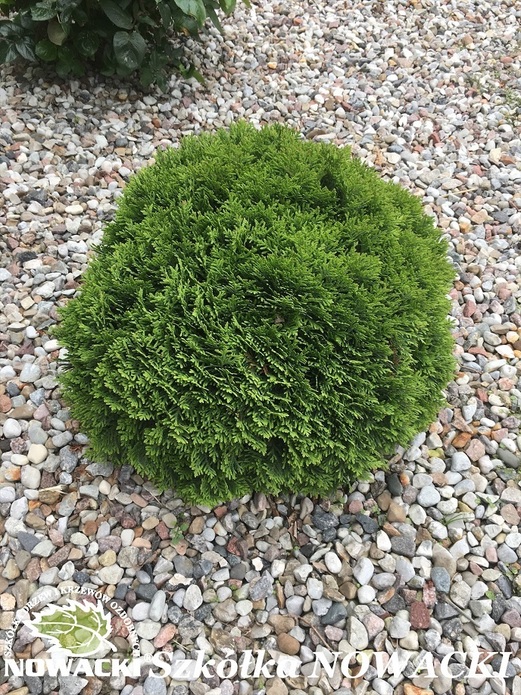 Thuja occidentalis 'Danica' / żywotnik zachodni