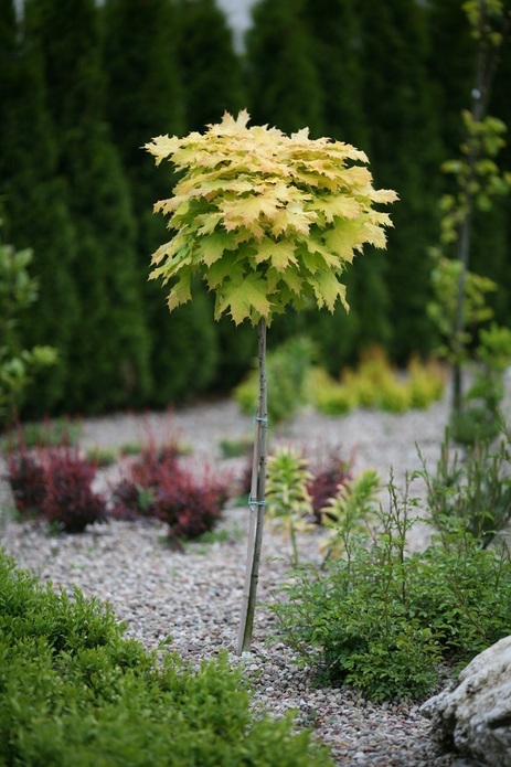 Acer platanoides 'Golden Globe' / klon zwyczajny