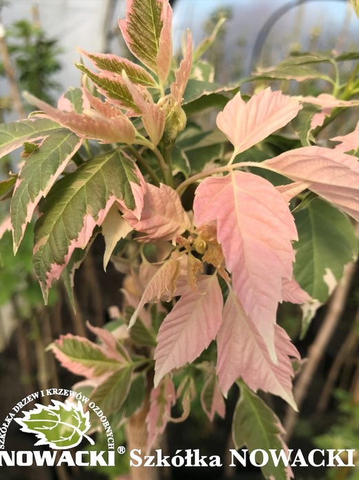 Acer negundo 'Flamingo'