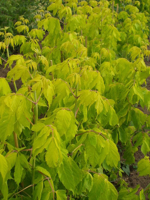 Acer negundo 'Kelly's Gold'