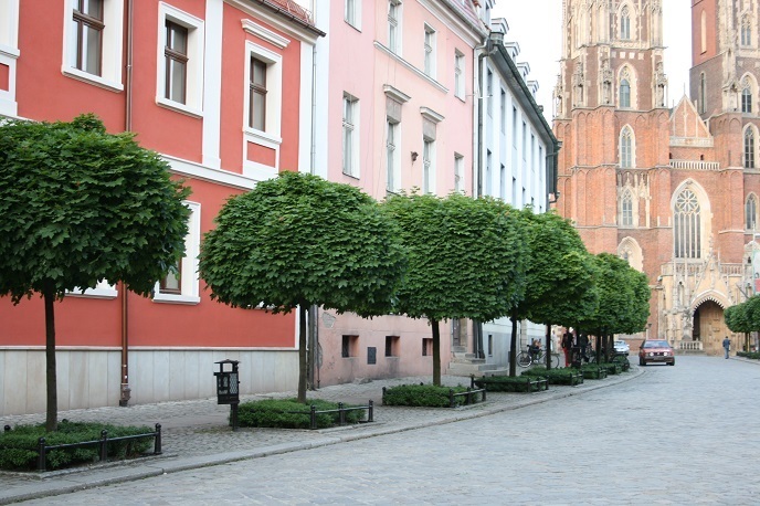 Acer platanoides 'Globosum' / klon zwyczajny Globosum