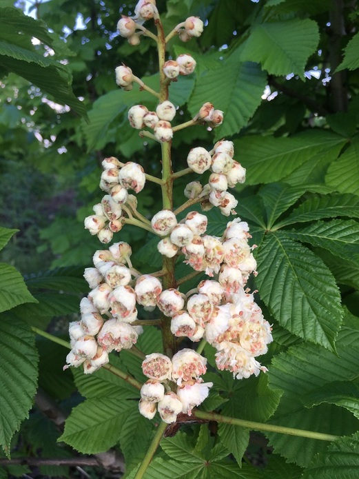 Aesculus hippocastanum 'Baumannii' / kasztanowiec biały