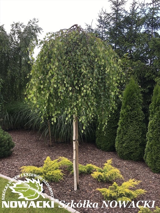 Betula pendula 'Youngii' / brzoza brodawkowata