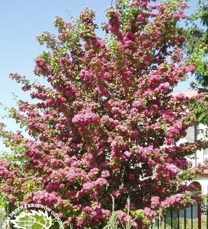 Crataegus x media 'Paul`s Scarlet' / głóg pośredni