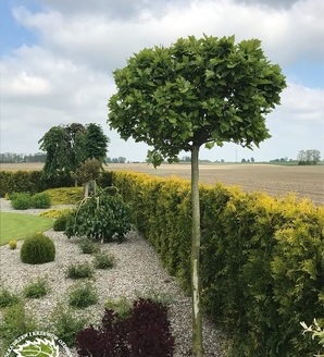 Platanus acerifolia 'Alphen's Globe' / platan klonolistny
