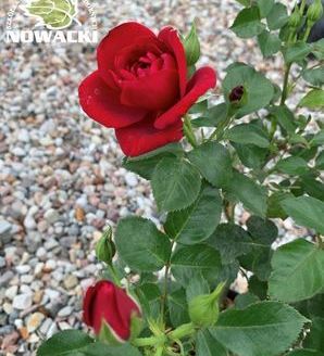 Rosa Isla TM Castle®Poulpal066(N) / róża rabatowa