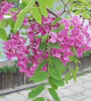 Robinia hispida 'Macrophylla' / akacja szczeciniasta