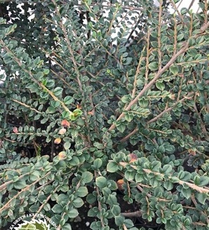 Cotoneaster horizontalis / irga pozioma