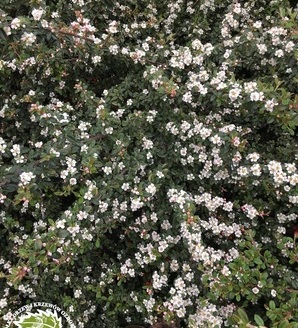 Cotoneaster suecicus 'Coral Beauty' / irga szwedzka