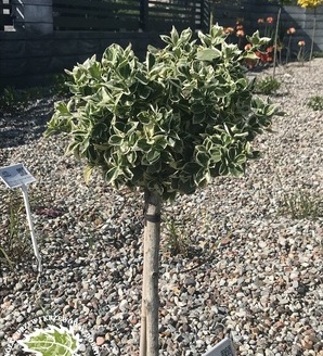 Euonymus fortunei 'Emerald Gaiety' / trzmielina pnąca