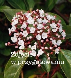 Viburnum lantana 'Aureum' / kalina hordowina