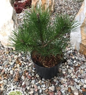 Pinus mugo 'Pumilio' / sosna górska / kosodrzewina