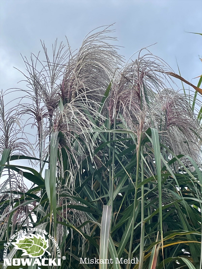 Miscanthus giganteus 'Meidl' / miskant olbrzymi