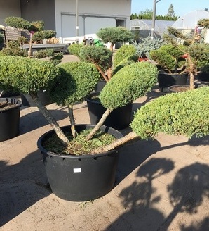 Juniperus virginiana 'Hetz' - pomarań.wst. / jałowiec wirginijski