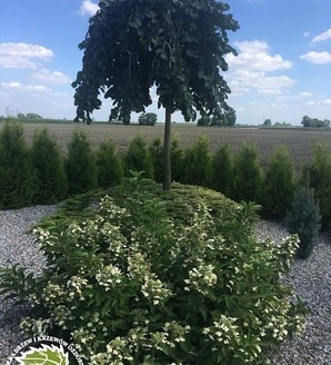 Ulmus 'Camperdownii' / wiąz górski