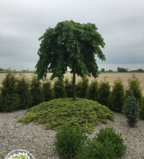Ulmus 'Camperdownii' / wiąz górski