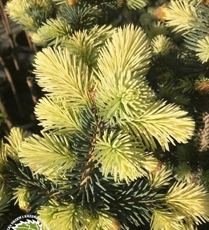 Picea pungens 'Białobok' / świerk kłujący