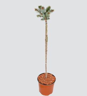 Picea sitchensis 'Silberzwerg' / świerk sitkajski