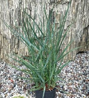 Panicum virgatum 'Heavy Metal' / proso rózgowate