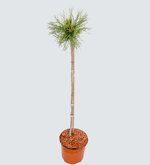Pinus mugo 'Varella' / sosna górska