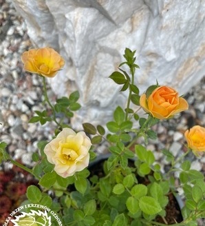 Rosa miniature 'Yellow'/róża okrywowa