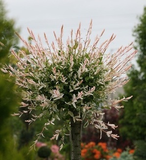 Salix integra 'Hakuro-Nishiki' H / wierzba całolistna / wierzba japońska