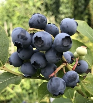 Vaccinium corymbosum 'Bonus' / borówka amerykańska / borówka wysoka