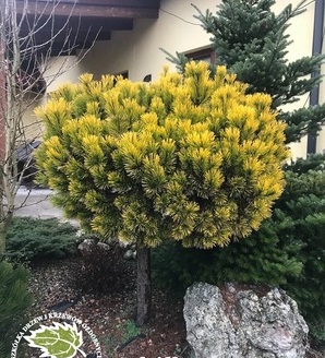 Pinus mugo 'Winter Gold' / sosna górska