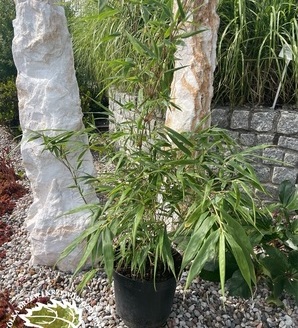 Fargesia robusta 'Formidable' / fargezja olbrzymia / bambus