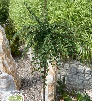 Cotoneaster procumbens 'Queen of Carpets'