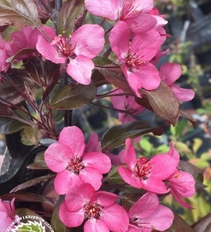 Malus 'Royalty' / jabłoń ozdobna