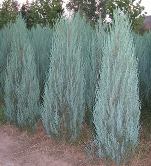 Juniperus scopulorum 'Blue Arrow' / jałowiec skalny