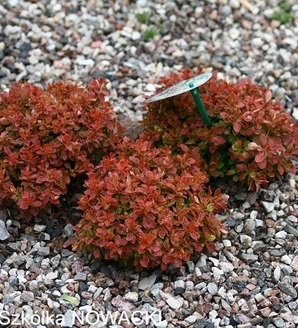 Berberis thunbergii 'Bagatelle' / berberys thunberga