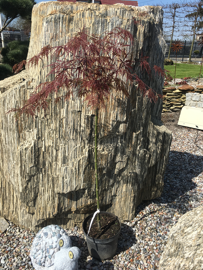 Acer palmatum 'Garnet' / klon palmowy