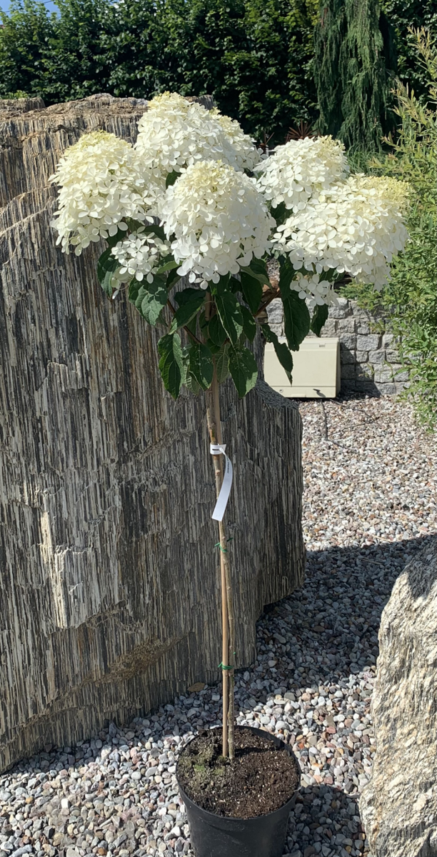 Hydrangea paniculata na pniu / hortensja bukietowa na pniu