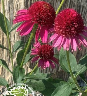 Echinacea purpurea 'Delicious Candy'® / jeżówka purpurowa