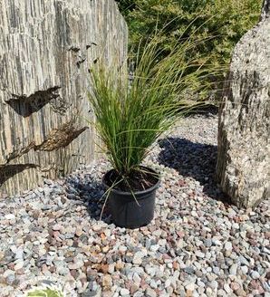 Carex brunnea 'Lady Sunshine' / turzyca Brunnea