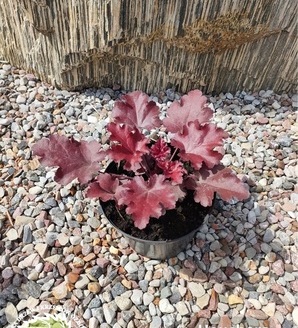 Heuchera hybrida 'Cherry Truffles' PBR / żurawka