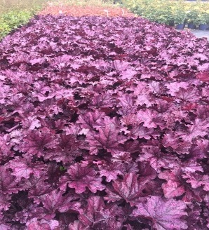 Heuchera hybrida 'Forever® Purple' / żurawka