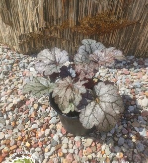 Heuchera hybrida 'Rex Dark Amber'PBR / żurawka