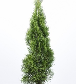 Thuja occidentalis 'Smaragd' / Żywotnik zachodni