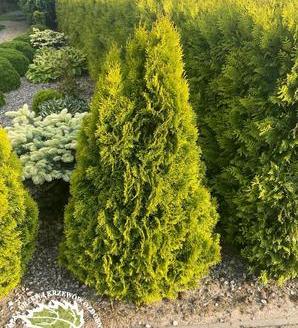 Thuja occidentalis 'Golden Smaragd'® / żywotnik zachodni Golden Szmaragd