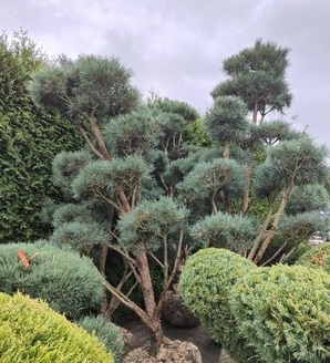 Pinus sylvestris 'Watereri' / sosna zwyczajna