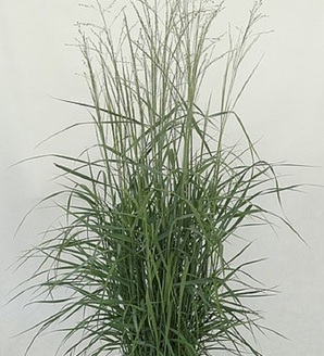 Panicum virgatum 'Prairie Sky' / proso rózgowate